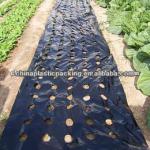 agriculture black mulch film perforated hole agriculture black mulch film