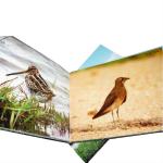 cheap perfect bound book printing NISIN _7431
