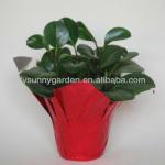 Metallic BOPP Film Flower/Planter Pot Cover wrapping XY-FPC