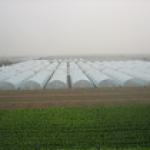 PE agricultural film/PE greenhouse film/PE mulch film