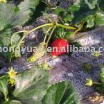 Black Mulch Film for Strawberry