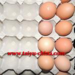 30 eco-friendly paper pulp egg tray (direct factory)