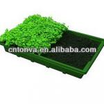 seeding tray for green vegetable