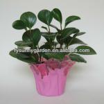 Plastic Decorative BOPP Film Flower/Planter Pot Cover