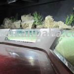 Acrylic Tanks Used for Seafood and Aquarium