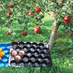 2014 Hot Sale PP Packaging Tray