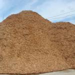 Vietnam wood chips for pulp and paper