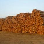 Eucalyptu pulp logs